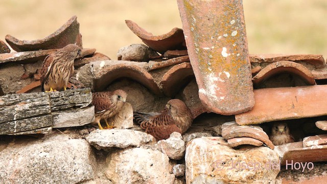 Lesser Kestrel - ML630110026
