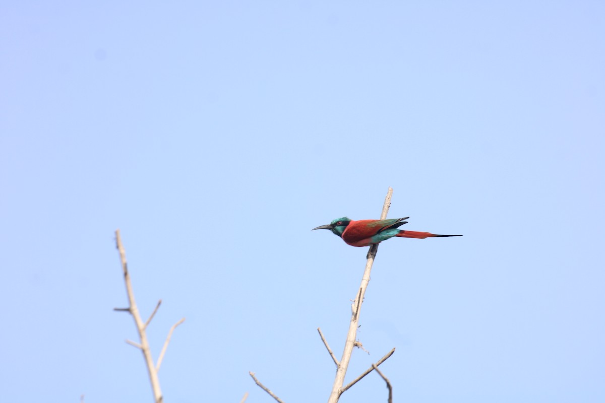 Northern Carmine Bee-eater - ML630110036