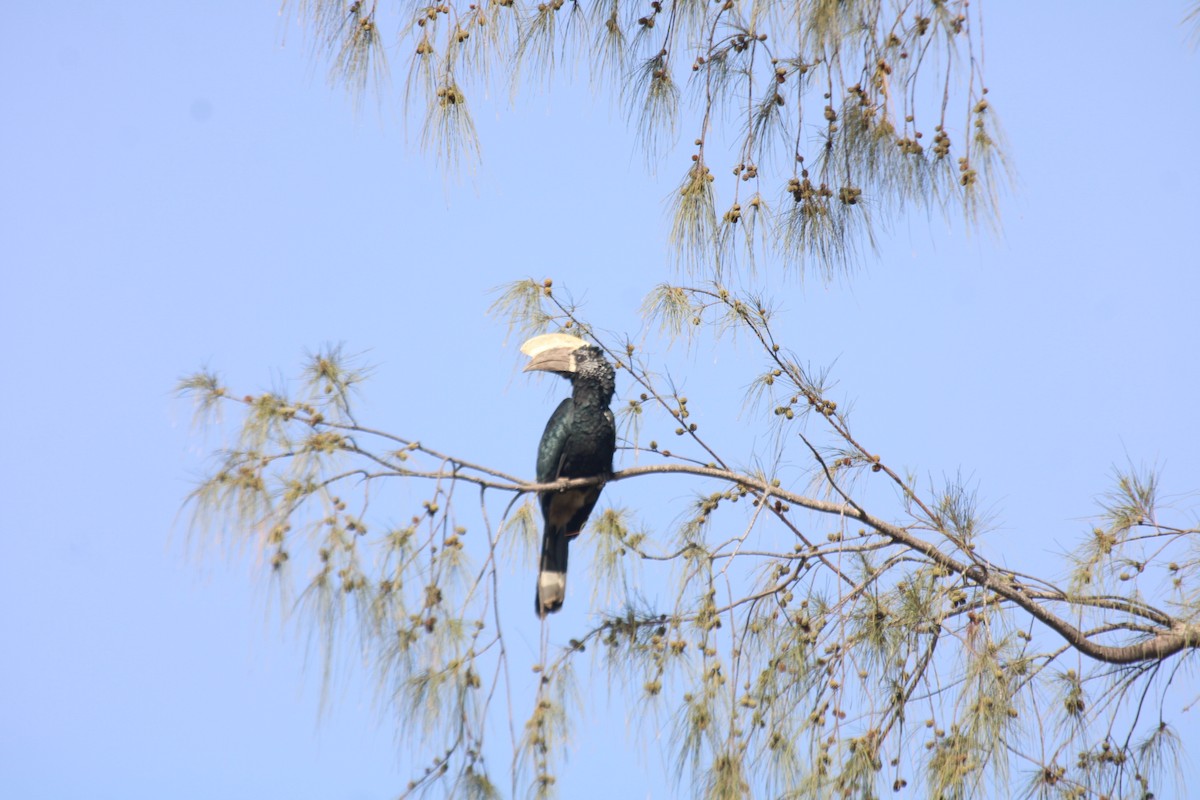 Silvery-cheeked Hornbill - ML630110065