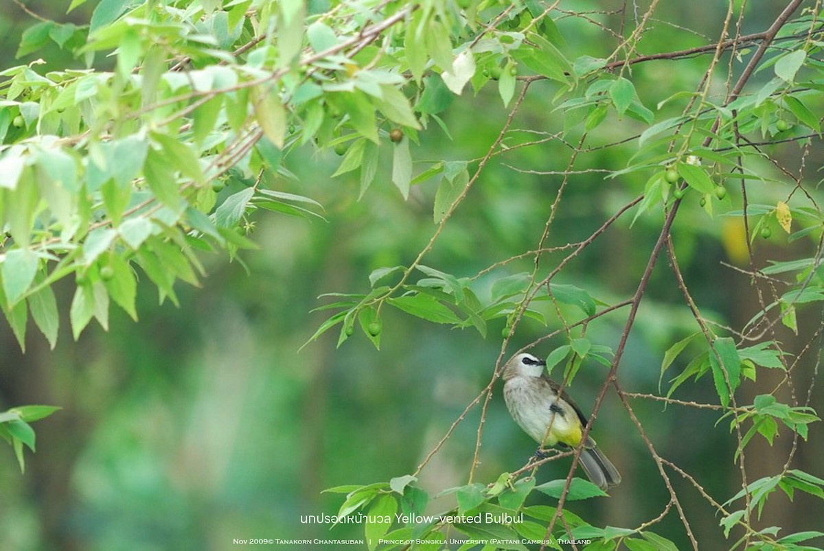Yellow-vented Bulbul - ML630110272