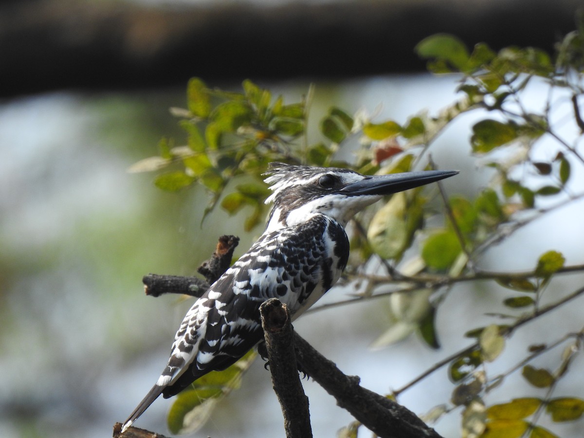Pied Kingfisher - ML630110293