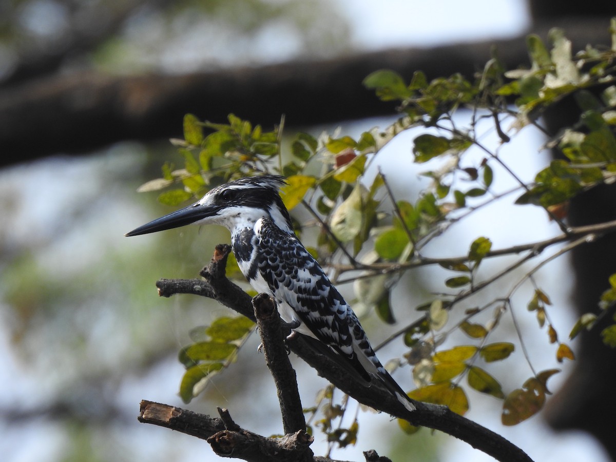 Pied Kingfisher - ML630110305