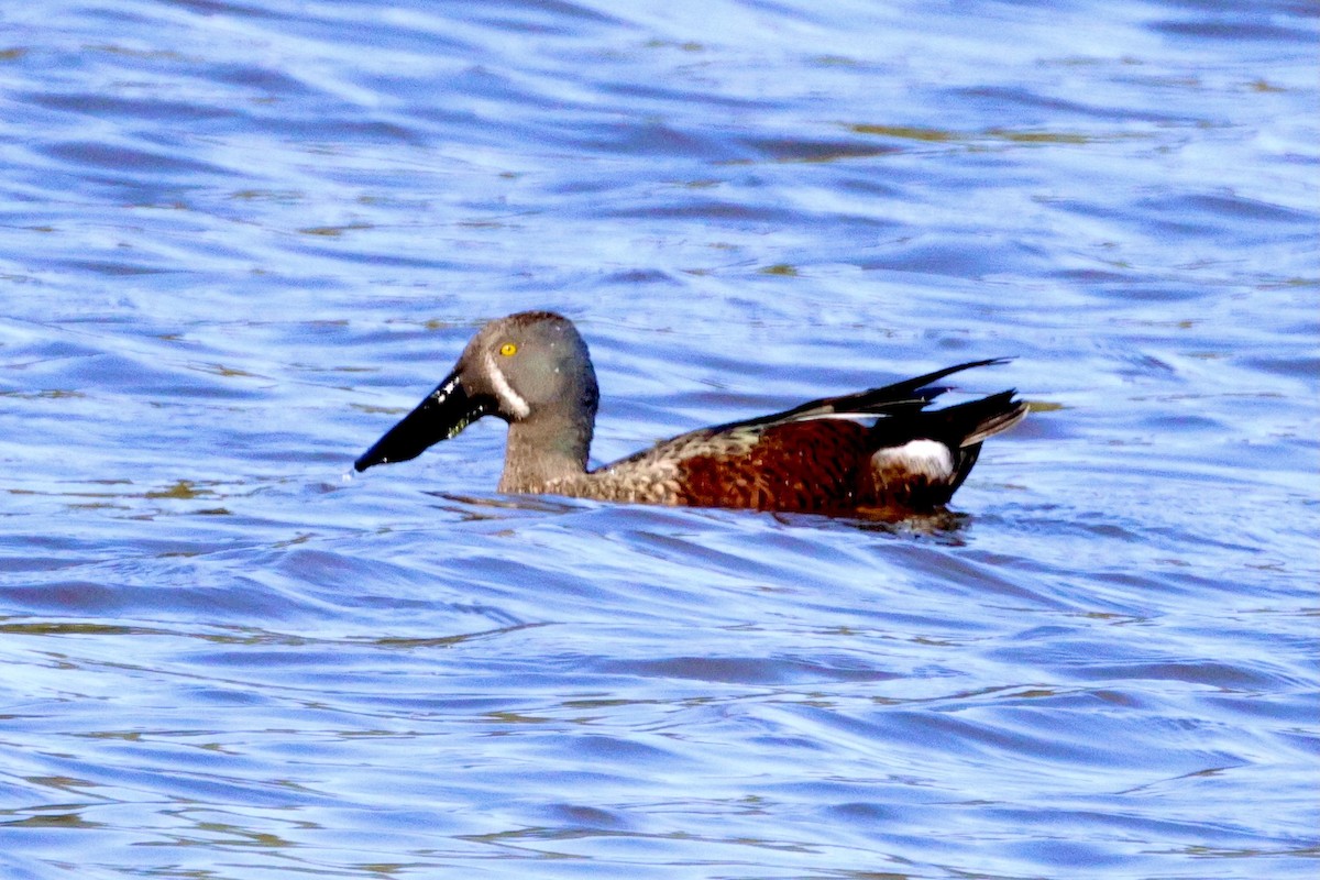 Canard bridé - ML630110324