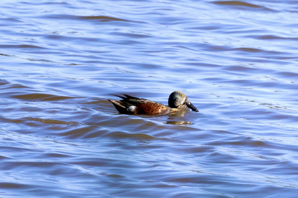 Canard bridé - ML630110325