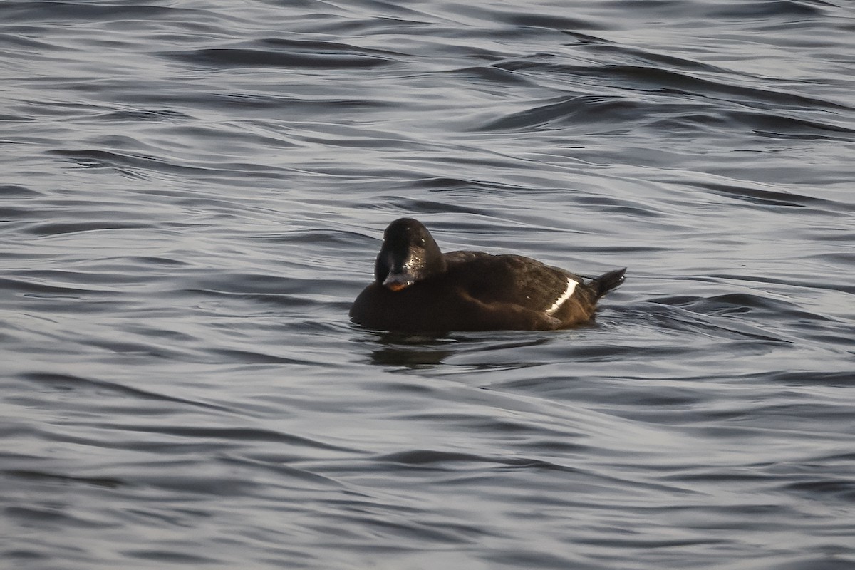 White-winged Scoter - ML630110339
