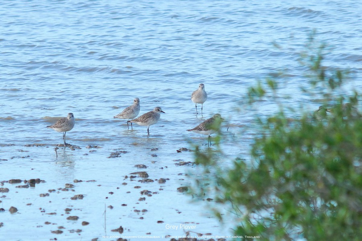 Black-bellied Plover - ML630110391