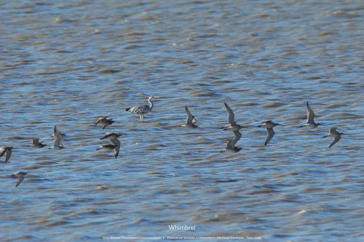 Eurasian Whimbrel - ML630110393