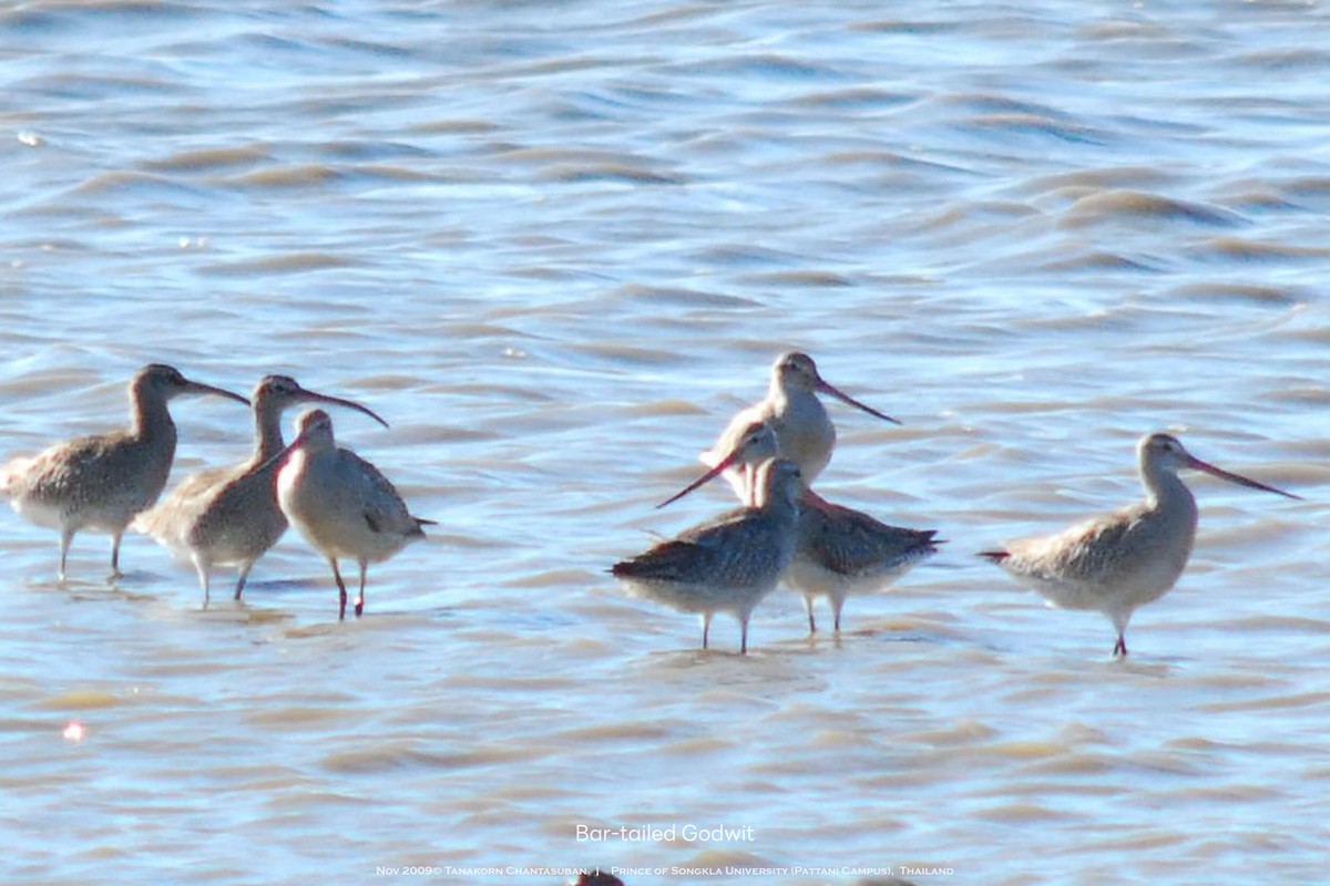 Bar-tailed Godwit - ML630110397