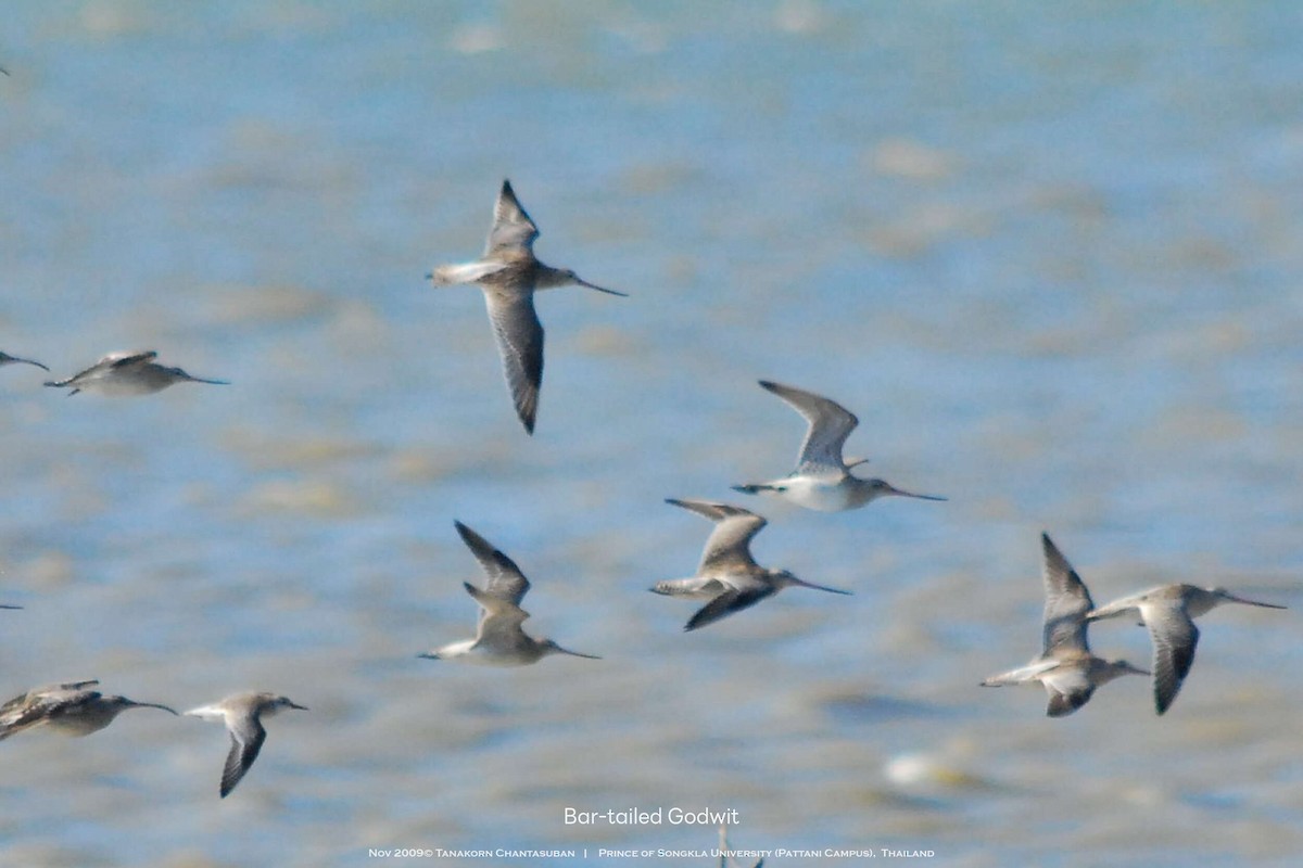 Bar-tailed Godwit - ML630110398