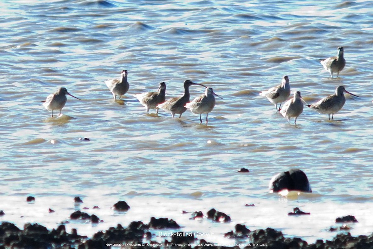Black-tailed Godwit - ML630110399