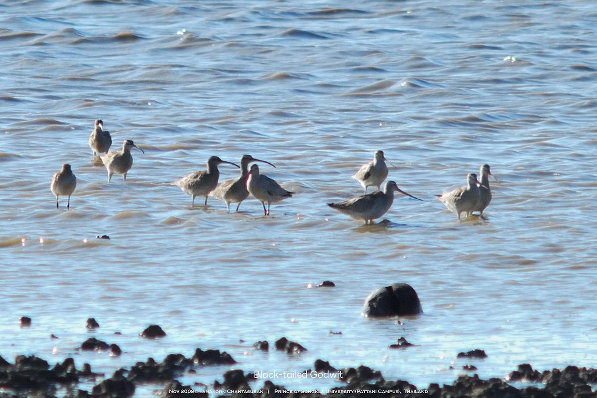 Black-tailed Godwit - ML630110400