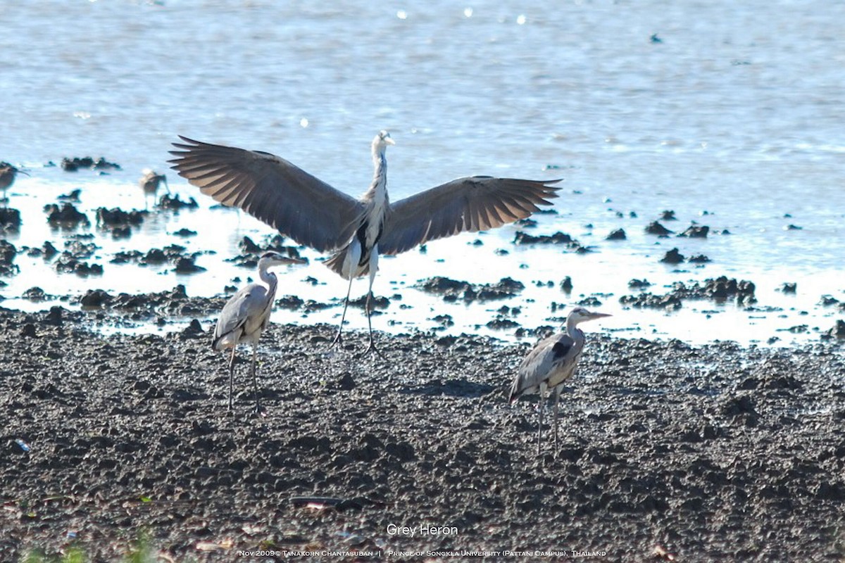 Gray Heron - ML630110403
