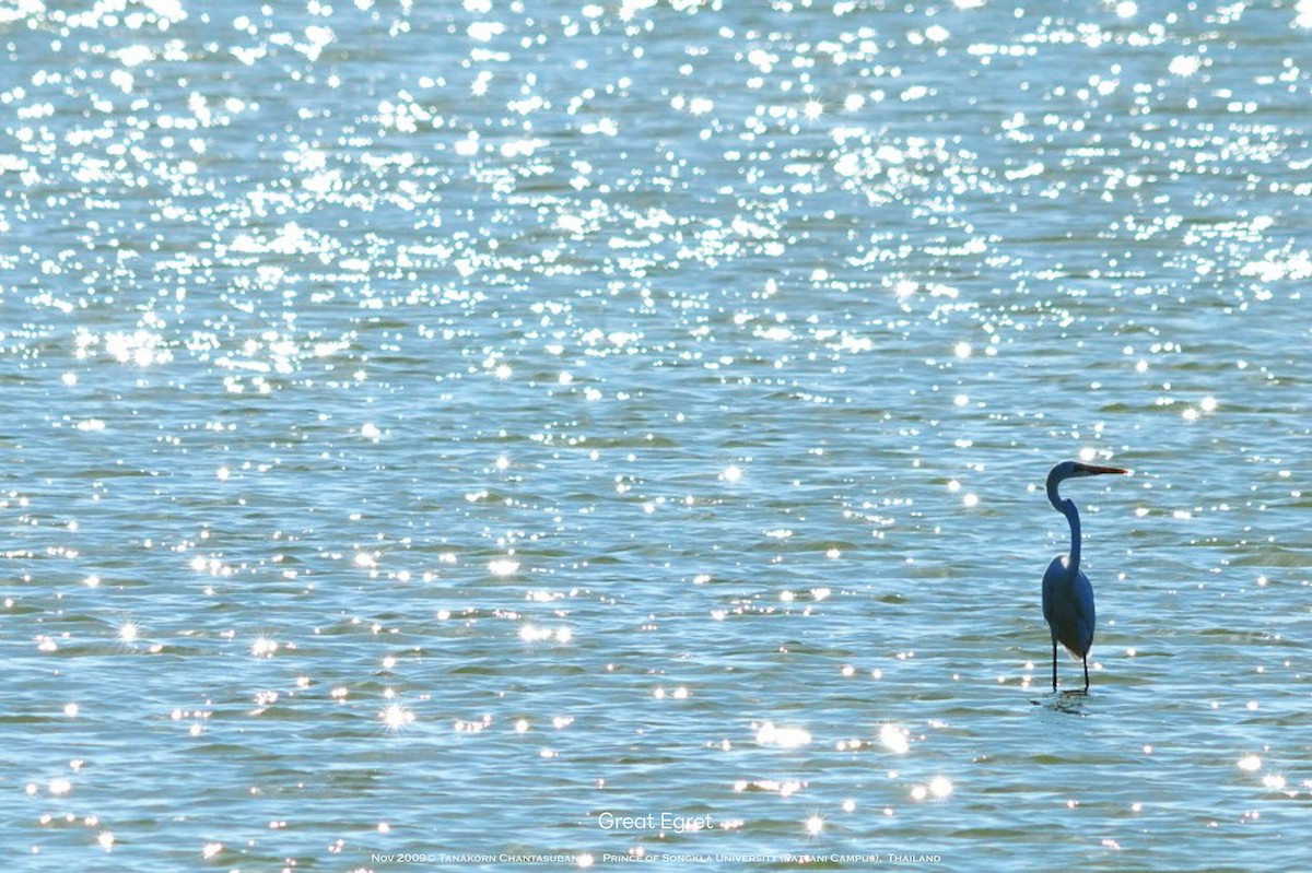 Great Egret - ML630110405