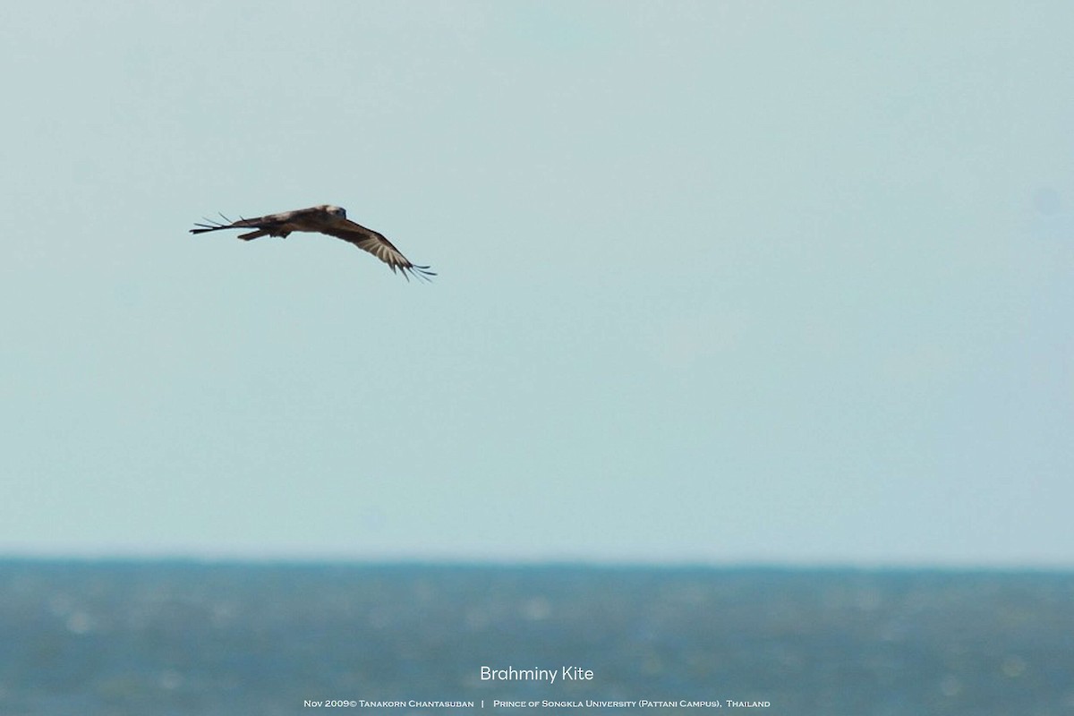 Brahminy Kite - ML630110408