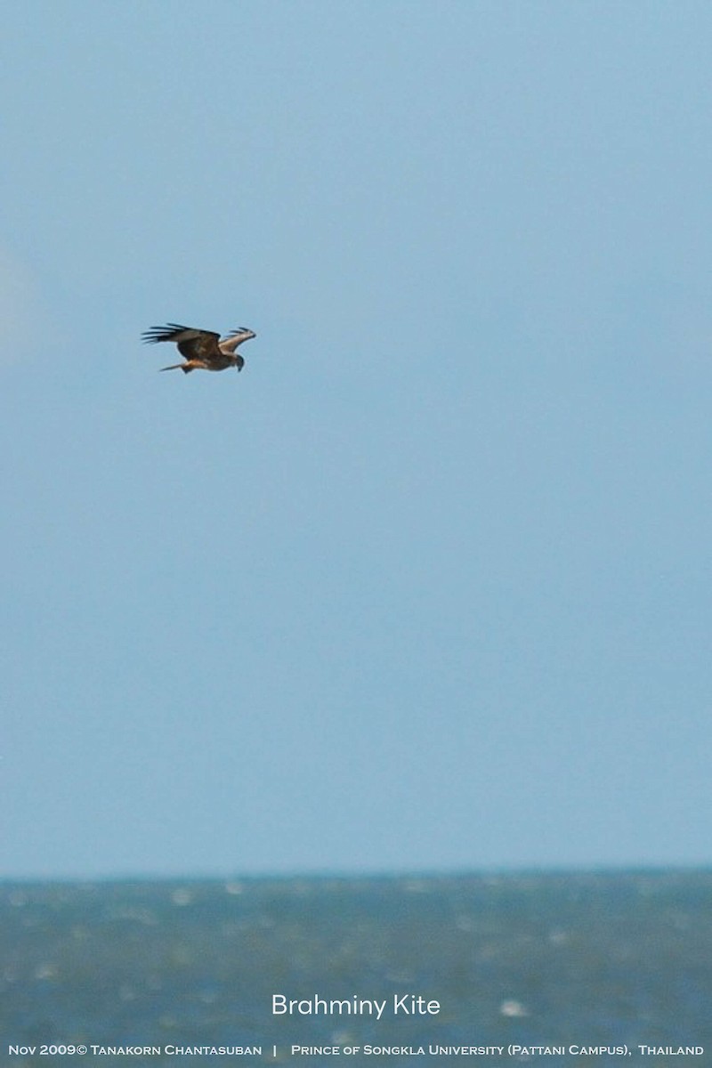 Brahminy Kite - ML630110409