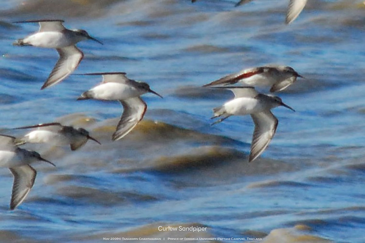 Curlew Sandpiper - ML630110411