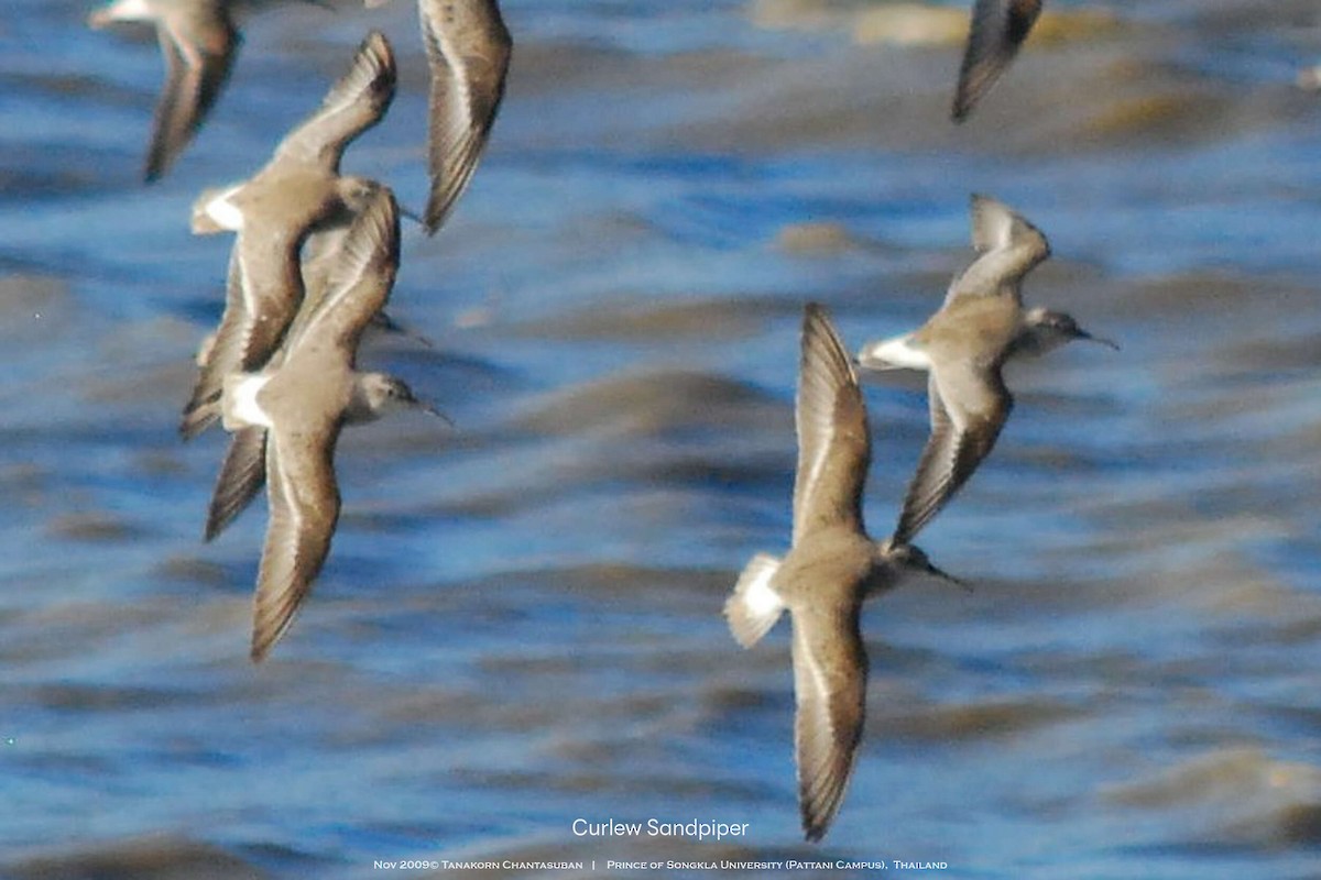 Curlew Sandpiper - ML630110412