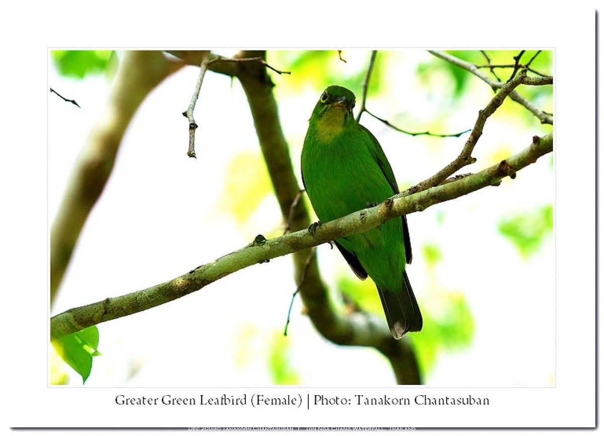 Greater Green Leafbird - ML630110469