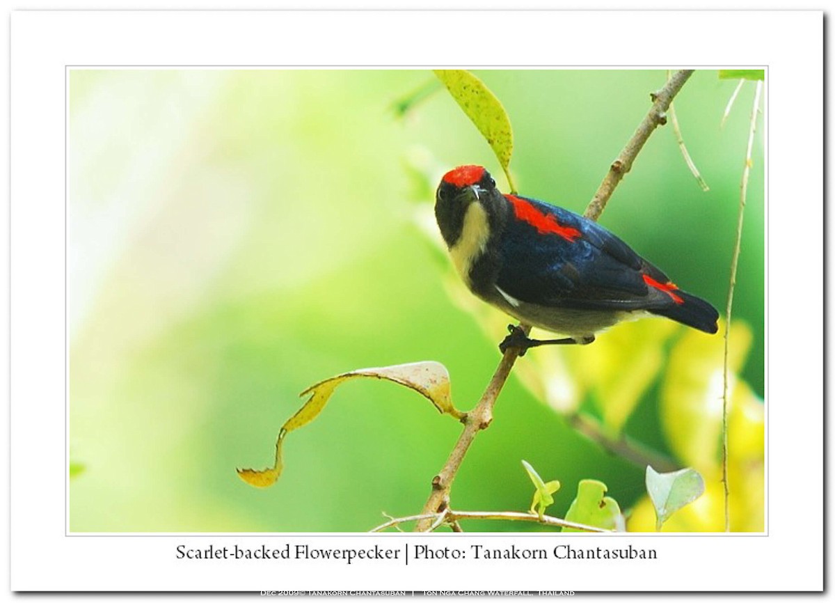 Scarlet-backed Flowerpecker - ML630110470
