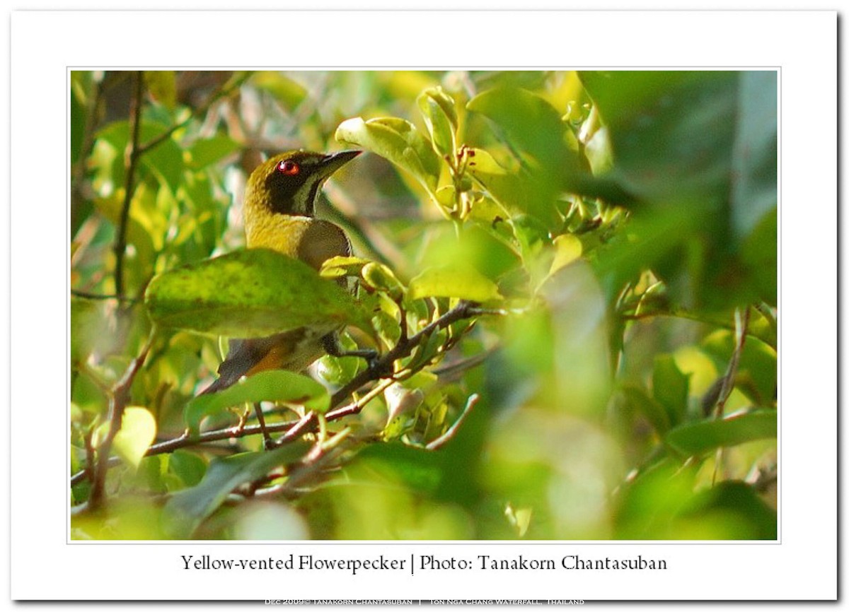 Yellow-vented Flowerpecker - ML630110471