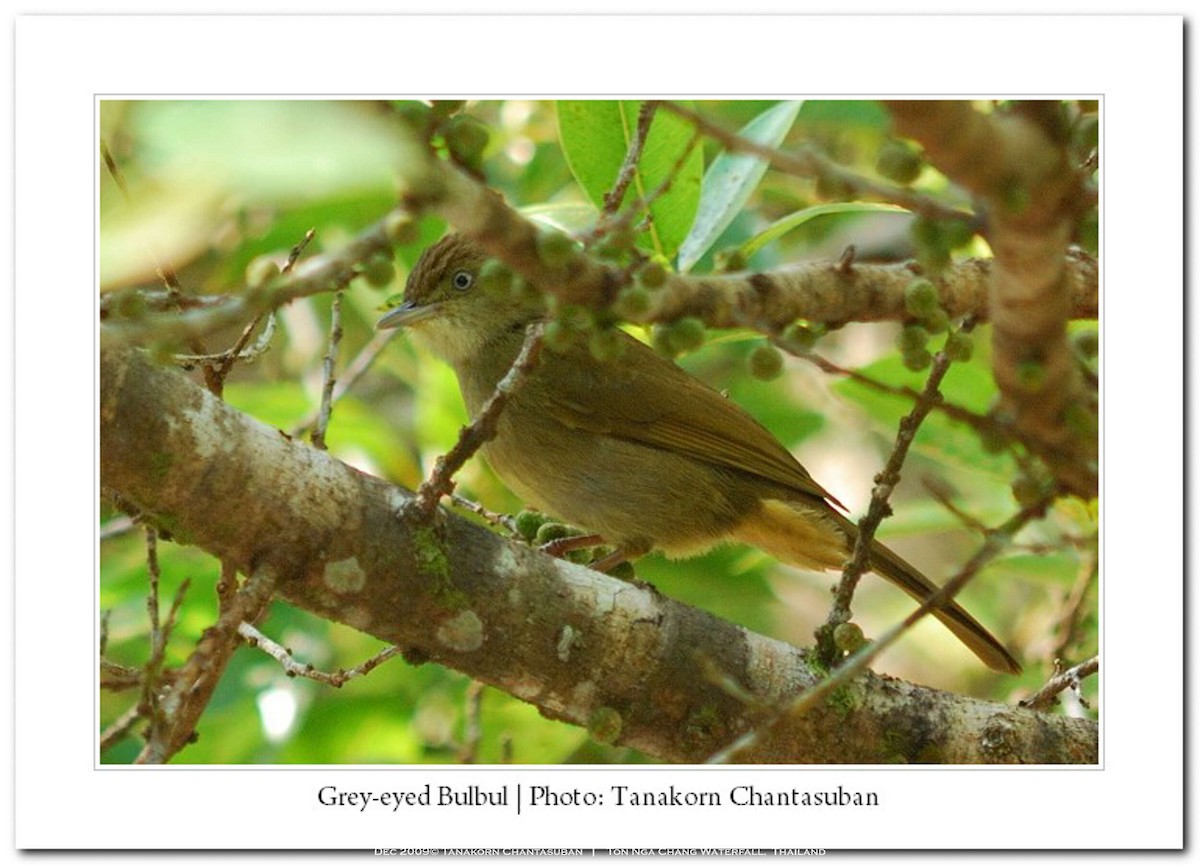 Olive Bulbul (Baker's) - ML630110472