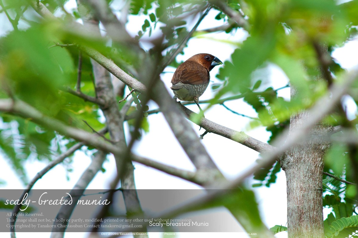 Scaly-breasted Munia - ML630110494