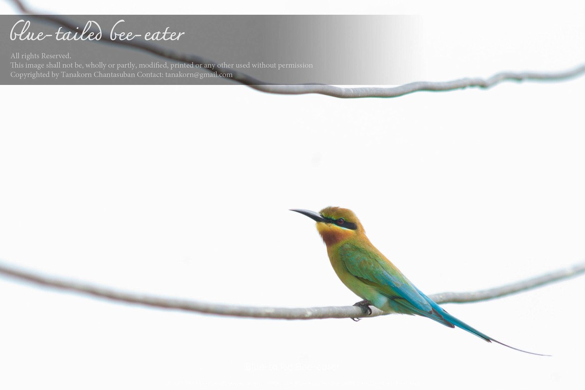Blue-tailed Bee-eater - ML630110496