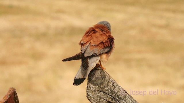 Lesser Kestrel - ML630110504