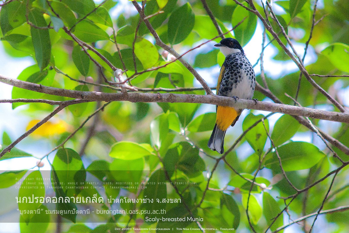 Scaly-breasted Bulbul - ML630110532