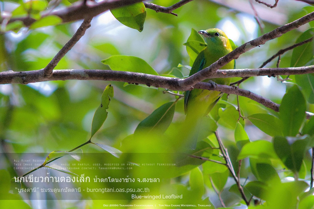 Blue-winged Leafbird - ML630110533