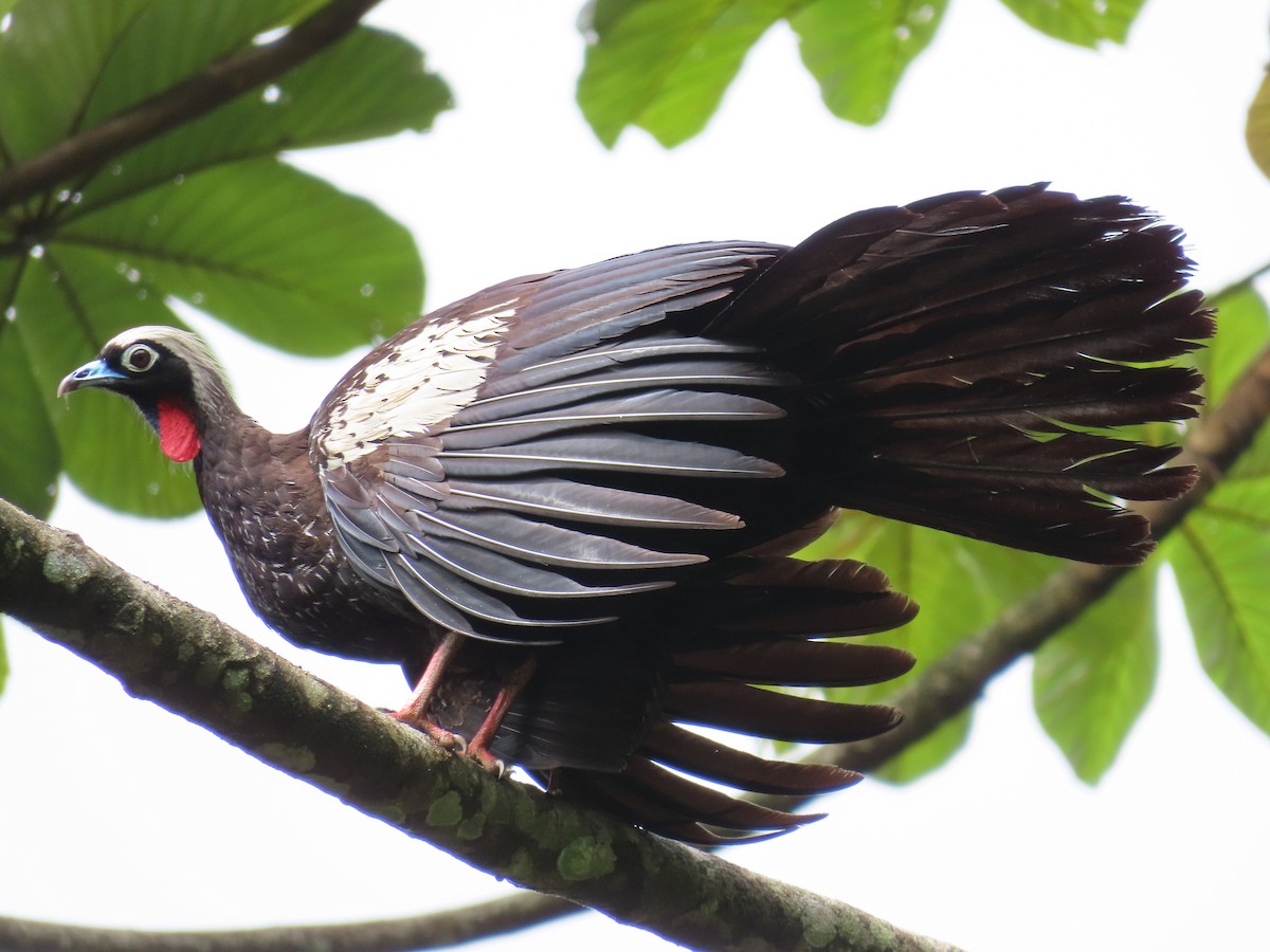 Black-fronted Piping-Guan - ML630110568