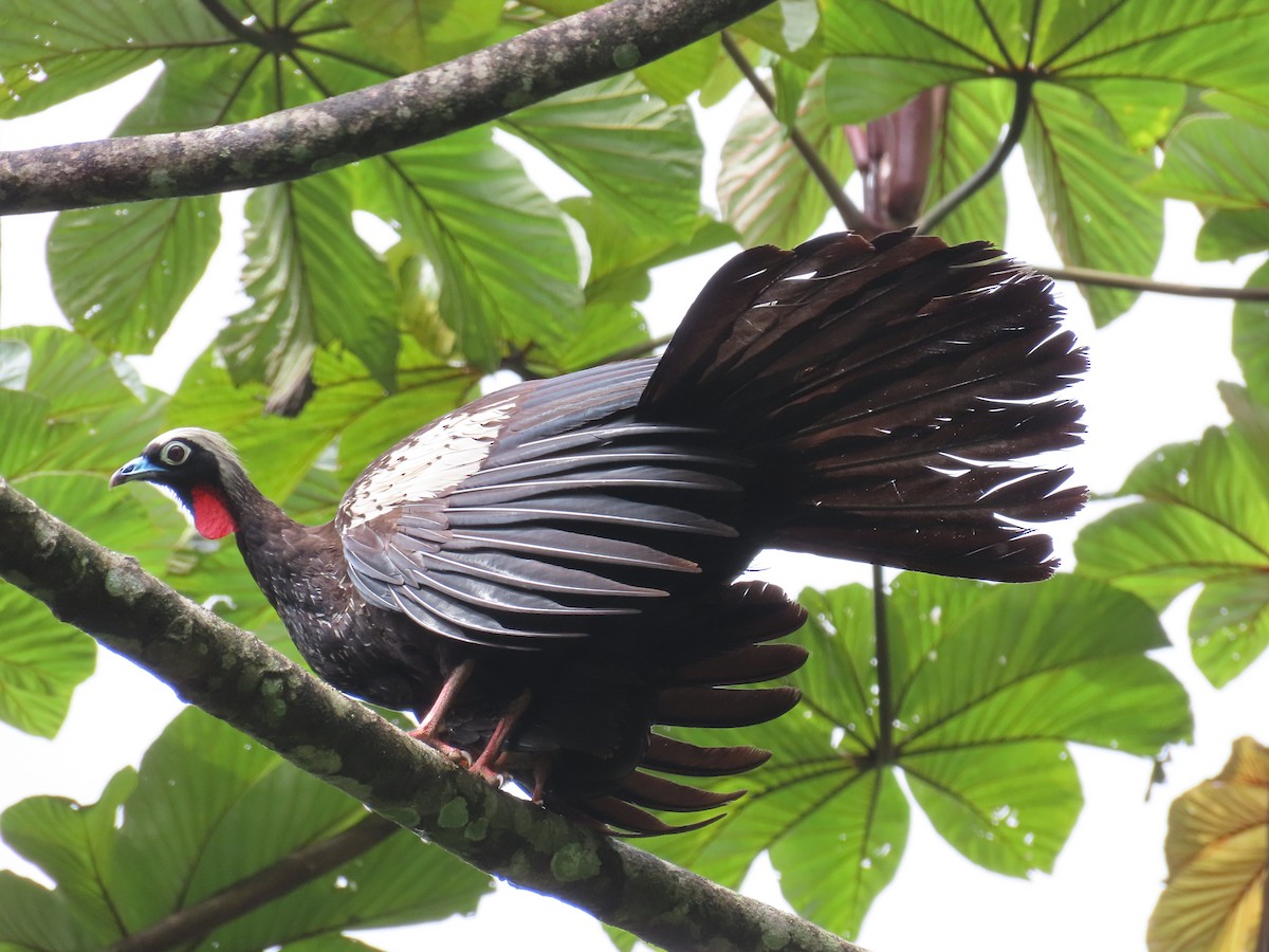 Black-fronted Piping-Guan - ML630110569