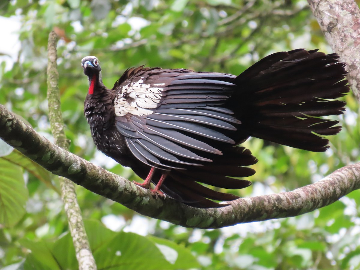 Black-fronted Piping-Guan - ML630110570
