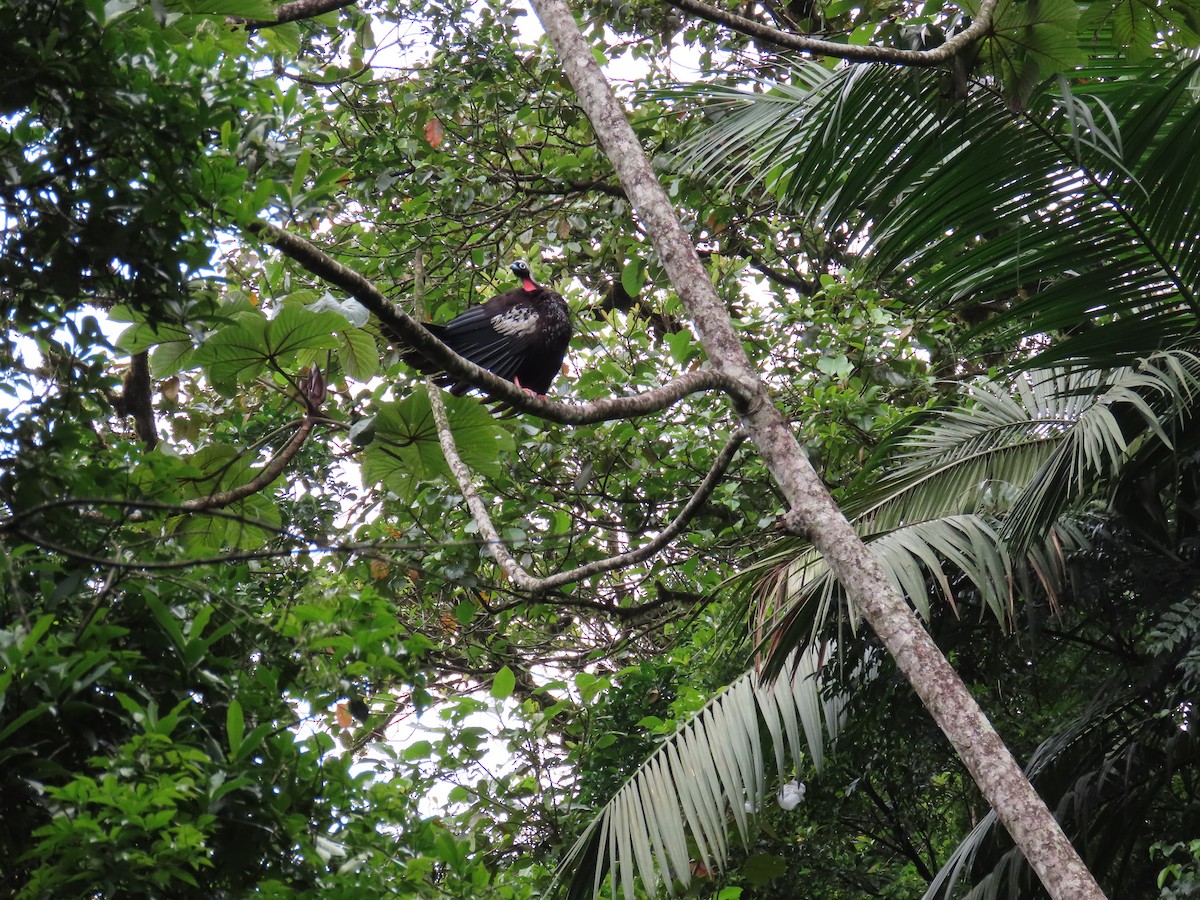 Black-fronted Piping-Guan - ML630110574