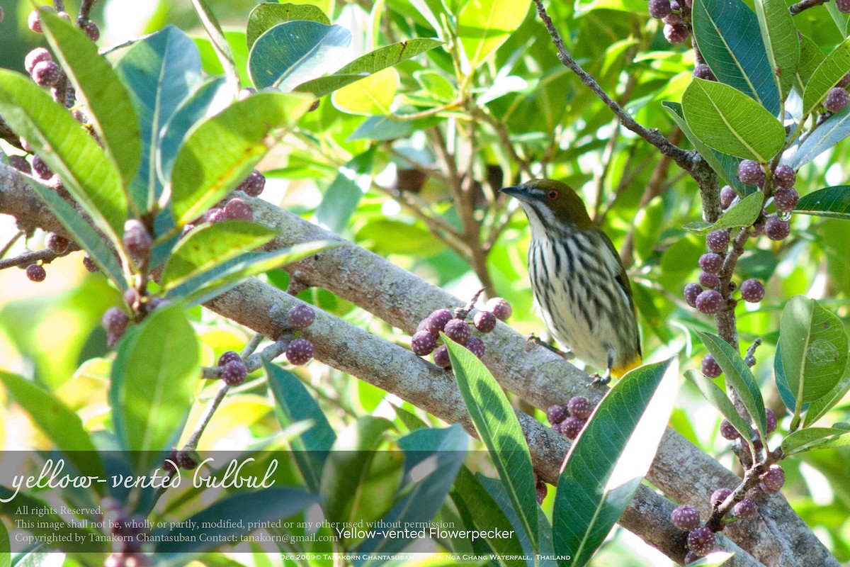 Yellow-vented Flowerpecker - ML630110613