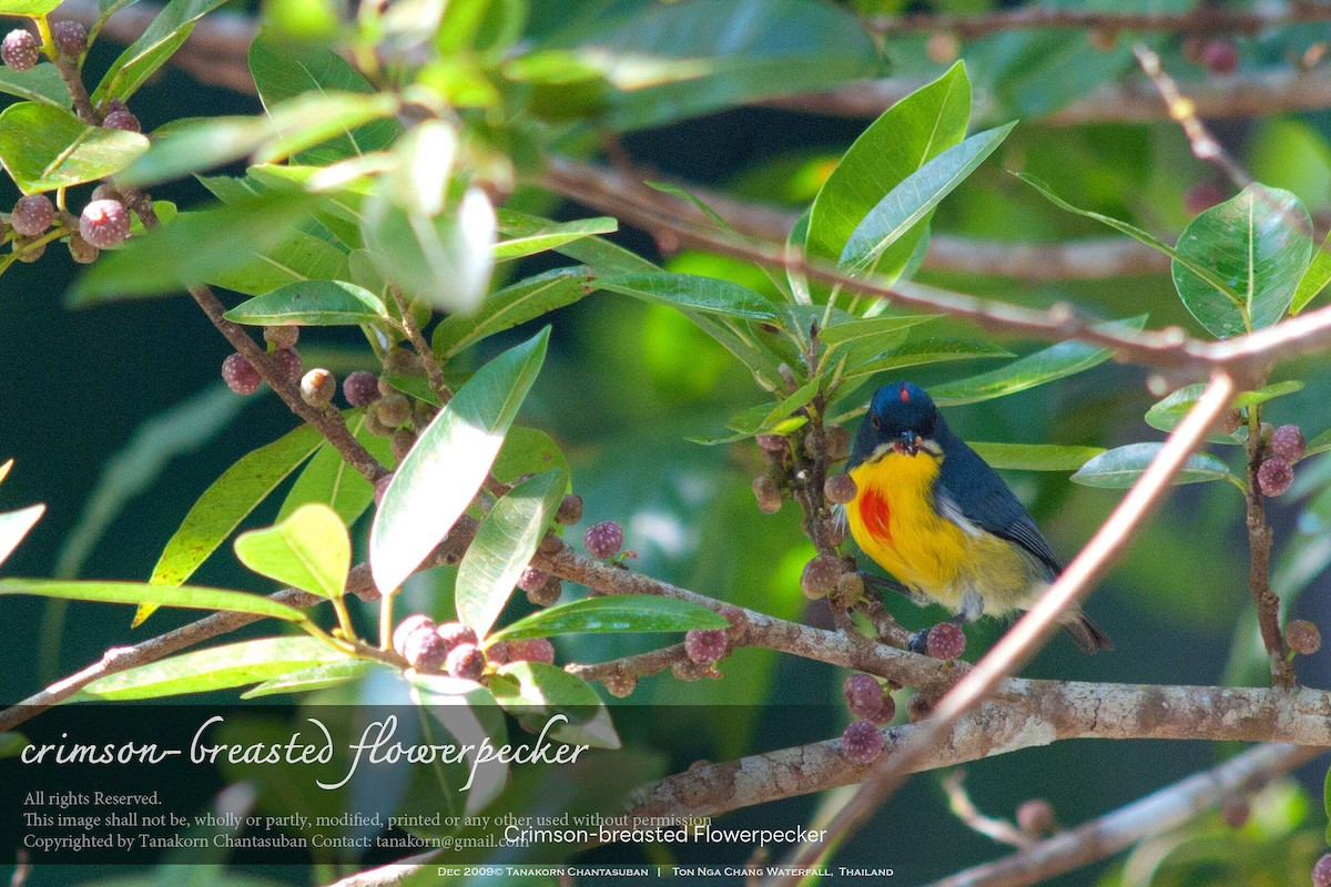Crimson-breasted Flowerpecker - ML630110615