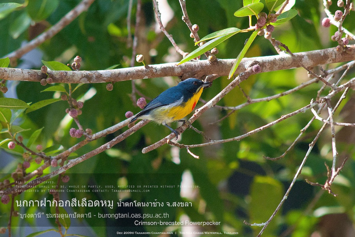 Crimson-breasted Flowerpecker - ML630110616