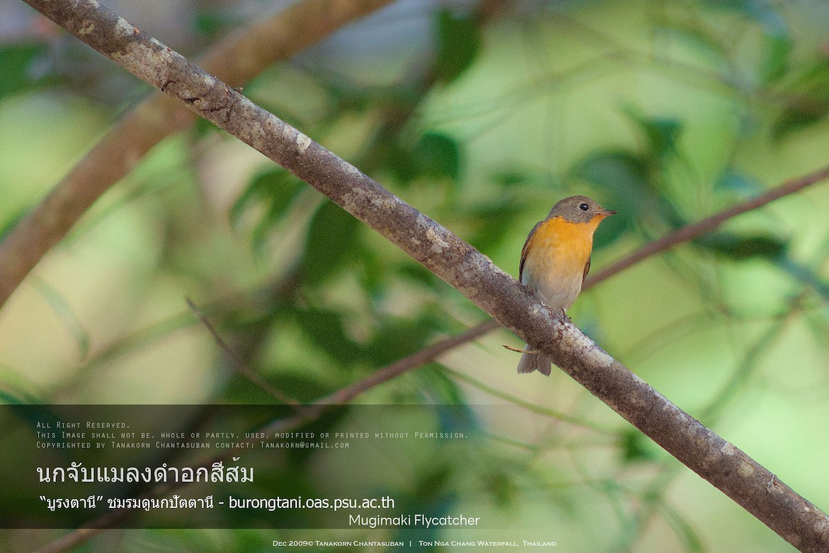 Mugimaki Flycatcher - ML630110617