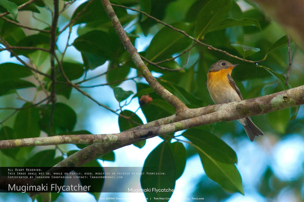 Mugimaki Flycatcher - ML630110618