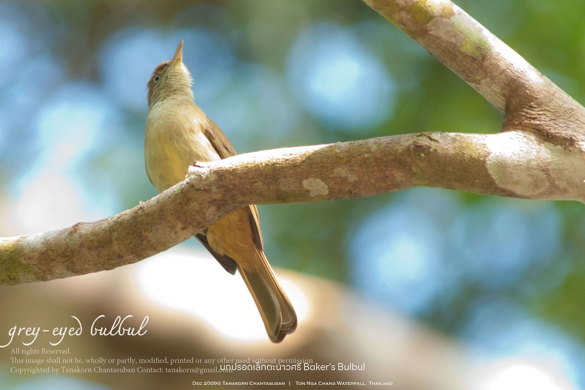 Olive Bulbul (Baker's) - ML630110620