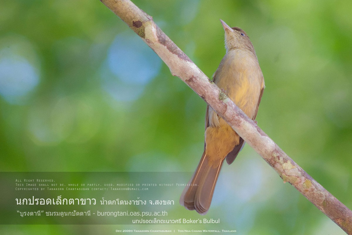 Olive Bulbul (Baker's) - ML630110621