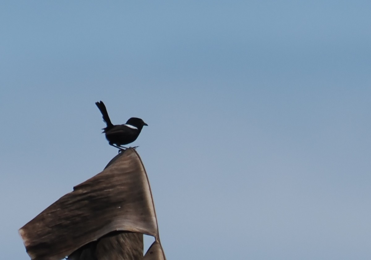White-shouldered Fairywren - ML630110718