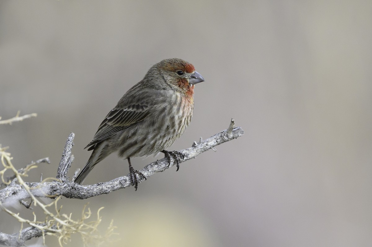 House Finch - ML630110779