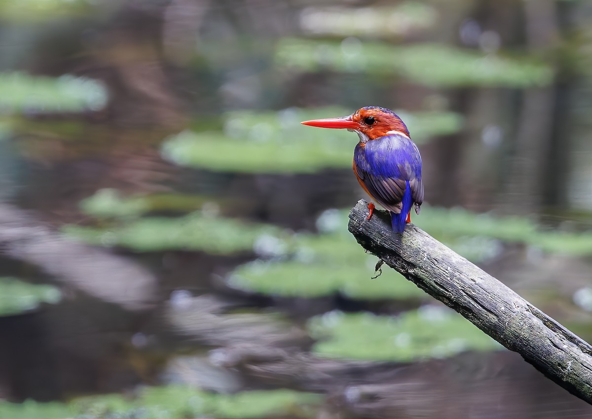 White-bellied Kingfisher - ML630110822