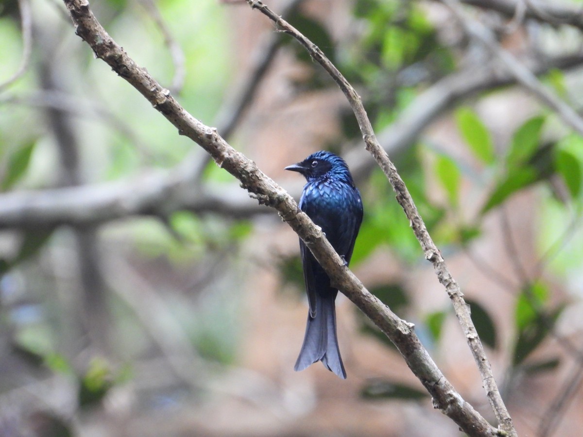 Bronzed Drongo - ML630110871