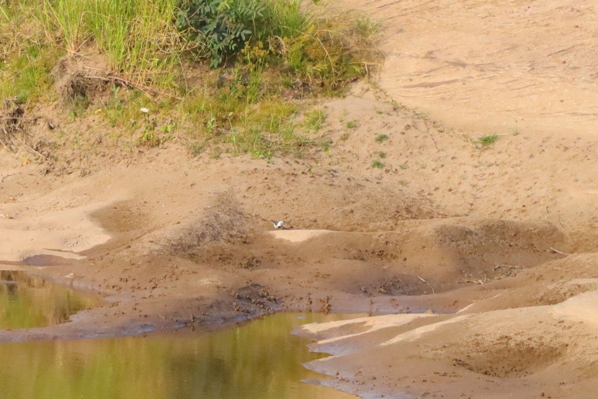 White Wagtail (ocularis) - ML630110978
