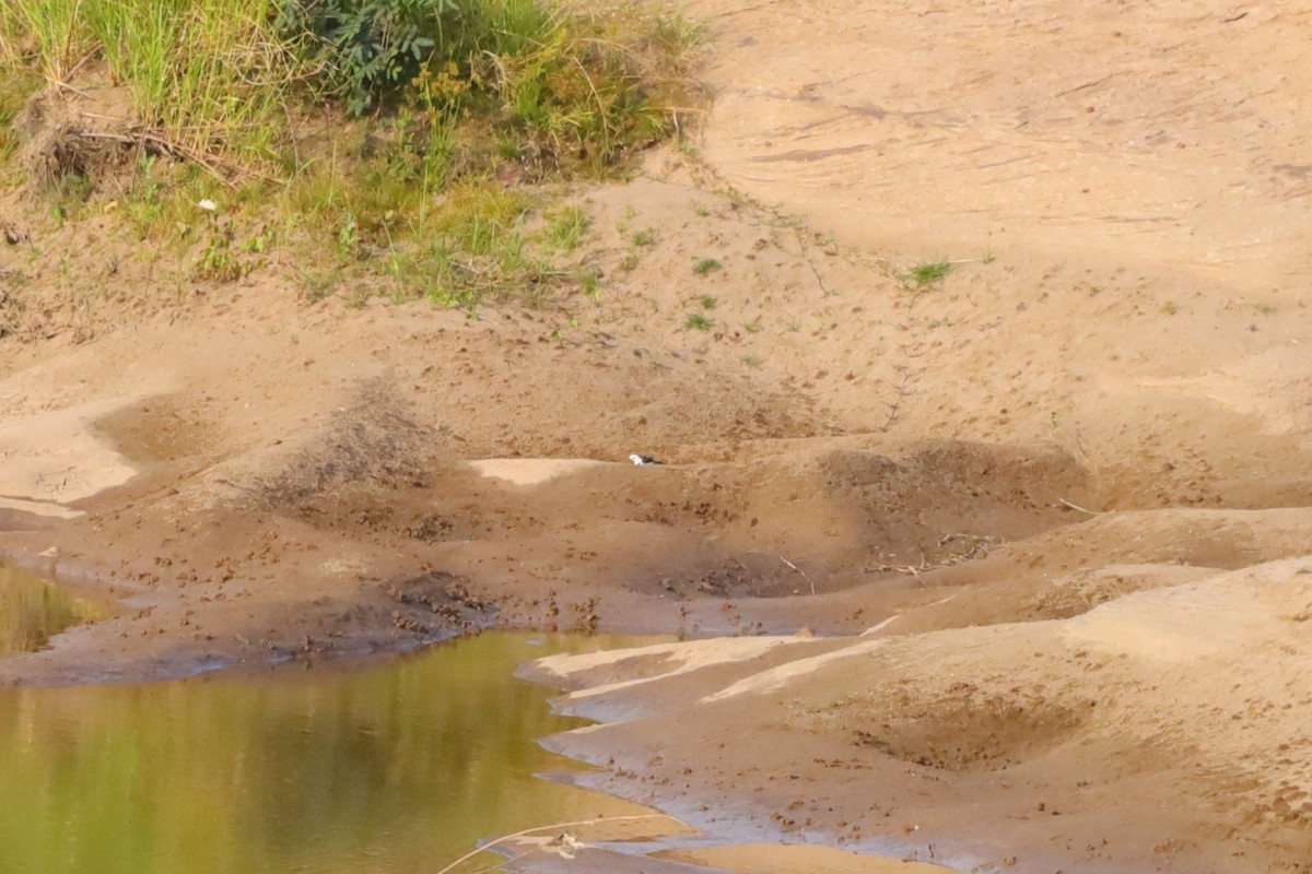White Wagtail (ocularis) - ML630110979
