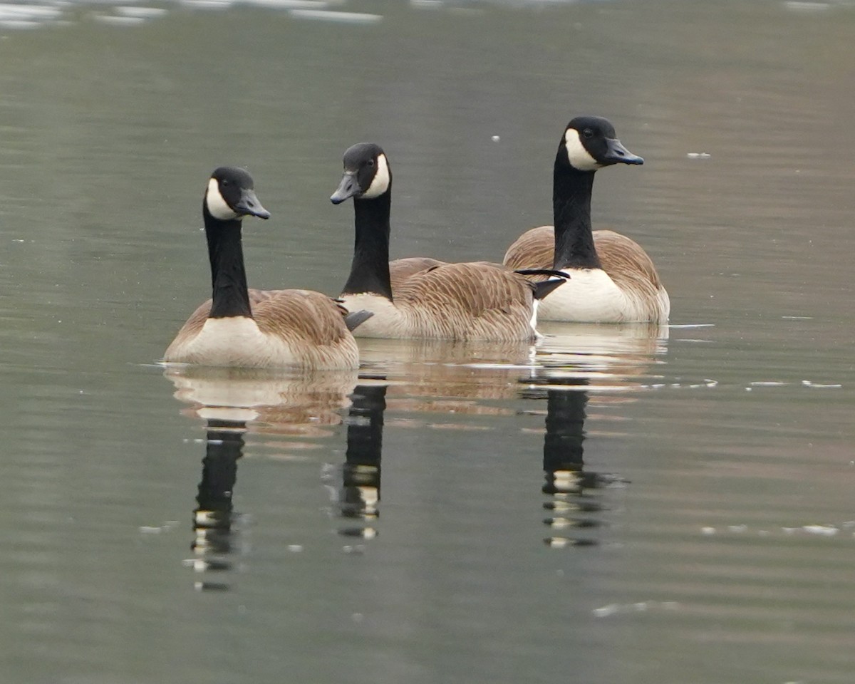 Канад галуу - ML630111436