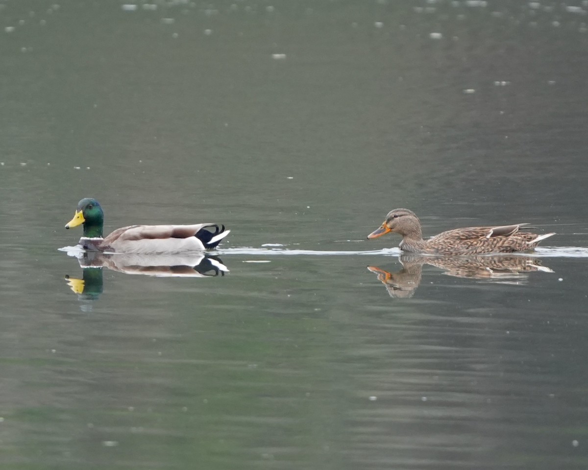 Зэрлэг нугас - ML630111439