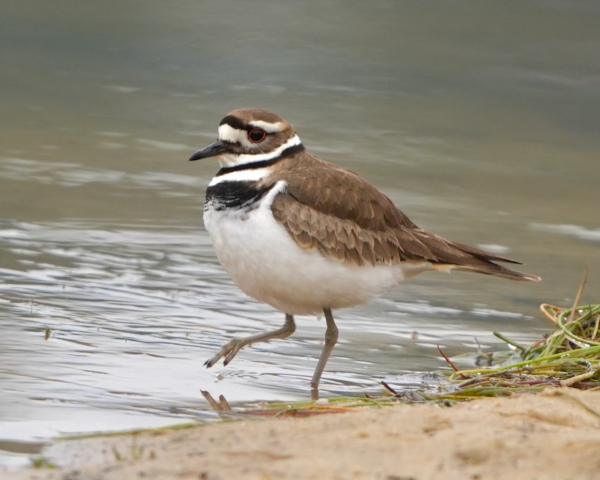 Killdeer - ML630111443